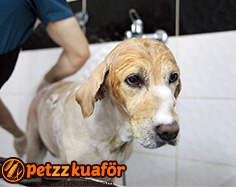 Köpek Yıkama Hizmetleri köpek yıkama hizmetleri